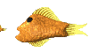 fisheatclr.gif (10619 bytes)